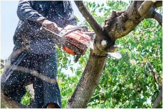 tree services Oliver